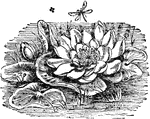 "The Water Lily is an exogenous aquatic plant including eight genera, and all possessing submerged root stocks. They are found in all temperate climates, and attain great size in the tropics. The white water lily is the familiar flower of ponds and placid streams throughout North America, its large and chaste flowers claiming precedence for beauty among the indigenous flora."&mdash;(Charles Leonard-Stuart, 1911)