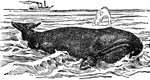 "Whale is a name that may be taken as equivalent to Cetacean, and applied to any member of that order of mammals, which inculdes two great sets: the toothed whales, such as sperm whale and dolphin, and the whale-bone whales, such as right whale and rorqual, in which the teeth are only embryonic. The order Cetacea is usually divided into three sub-orders: (1) the Mystacoceti or Bal&aelig;noidea, baleen or whalebone whales; (2) the Odontoceti or Delphinoidea, toothed whales; and (3) the Arch&aelig;oceti or extinct Zeuglodonts. The differences between the extant sub-orders are so great that any idea of the close relationship must be abandoned; their common ancestry must be far back, and indeed it is doubtful whether our classification might not be brought nearer the truth by recognizing two distinct orders. Less specialized than the modern types are the extinct Zeuglododonts of the Eocene period, but it is by no means certain that they should be included within the order Cetacea."&mdash;(Charles Leonard-Stuart, 1911)