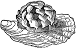 "Whelk is a popular name for a number of marine gasteropods, and especially applied to species of Buccinum common on the coasts of Northern seas. The well-known common whelk is often dredged for bait or as food for the poor. It occurs from low water to a depth of about 140 fathoms, and burrows in the sand for bivalves, on which it feeds."&mdash;(Charles Leonard-Stuart, 1911)