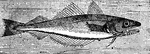 "The fish called the whiting is met with on all the coasts of Northern Europe, and is caught in great numbers with hook and line. The fish derives its English name from the pearly whiteness of its flesh, which is highly esteemed, and large quantities of which are salted and dried."&mdash;(Charles Leonard-Stuart, 1911)