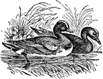 "Wigeon is one of the most popular birds with the American sportsman. Length about eighteen inches; the male has the forehead and top of head white, cheeks and hinged part of the neck reddish-chestnut, upper parts grayish-white, irregularly zigzagged with black, wing coverts white tipped with black, primaries dark brown, speculum green, edged with black; throat rufous, breast and belly white; the female has sober plumage of various shades of brown. The wigeon is one of the commonest ducks of the extreme N. of Europe, frequenting grassy swamps, lakes, and rivers, and feeding in the daytime, chiefly on aquatic vegetation. The American wigeon is larger than the European or common wigeon, and has the upper parts finely waved transversely with black and reddish-brown, top of head and under parts white. It breeds chiefly in the N. parts of America and is common in winter on the coasts of the United States and in the rice fields. The flesh of both species is esteemed for the table, and they are hunted both for food and for sport."&mdash;(Charles Leonard-Stuart, 1911)