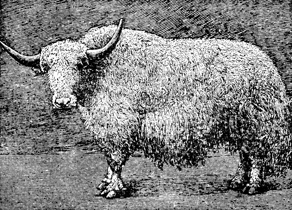 black and white yak clipart