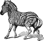 "Zebra is a popular name for any of the striped forms of the genus Equus; thus embracing the quagga, the true zebra, and Burchell's zebra. In all three the external characters are those of the ass rather than of the horse; the legs are without warts, the tail is furnished with long hairs only toward the extremity, the neck is full and arched, and the mane stiff and erect. All the species of this division are rapidly vanishing before advancing civilization, and in all probability will become extinct before very many years."&mdash;(Charles Leonard-Stuart, 1911)