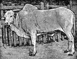 "Zebu is the native name for any breed or individual of Bos Indicus. The zebus attain their greatest development in India, but range E. to Japan and W. to the Niger river. They vary greatly in size, some being larger than European cattle, while others are no bigger than a month-old calf."&mdash;(Charles Leonard-Stuart, 1911)