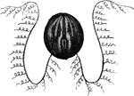 "The <em>Cydippe</em>, formerly called <em>Beroe Pileus</em>, is noe referred to this family, it has a globular body, with two long ciliated appendages." &mdash; Goodrich, 18591`