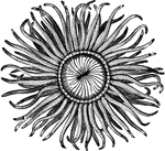 "Their tentacles, which are disposed in regular circles, and tinged with a variety of bright lively colors, very nearly represent the beautiful petals of some f the most elegantly fringed and radiated flowers, such as the carnation, marygold, and anemone. They are of various sizes, from that of the smallest thimble to the largest apple; and have considerable power of locomotion, being able not only to move along upon the base, but also in a reversed position upon their entacles." &mdash; Goodrich, 1859