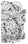 "Consisting of a very fine network of fibrils, around which are cells of various sizes." — Blaisedell, 1904