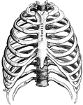 "The <em>ribs</em> are long, flat, and curved bones which bend round the chest somewhat like the hoops of a barrel. There are twenty-four ribs, twelve on each side." &mdash; Blaisedell, 1904