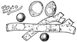 "Showing the Comparative Size of Molds (a), Yeast (b and c), and Bacteria (d)." &mdash; Blaisedell, 1904