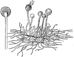 "Showing One of the More Common Molds found on Fruits and Bread. The tiny stalks grow verticallyinto the air. The end of each thread swells into a small round knob, from the inside of which hundreds of minute bodies, called <em>spores</em>, burst. As <em>a</em> is seen a large knob filled with spores." — Blaisedell, 1904