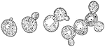 Growing Yeast Cells, showing Method of budding and forming Groups of Cells. Each bud appears as a little swelling on the side of the larger cell, as seen in <em>a</em> and <em>b</em>. In <em>c</em> the little bud has grown to be nearly as large as the parent cell. The little buds grow one after another, making irregularly shaped groups, as shown in <em>d</em>." &mdash; Blaisedell, 1904