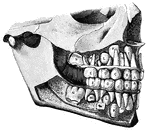 "<em>Temporary Teeth:</em> <em>A</em>, central incisors; <em>B</em>, lateral incisors; <em>C</em>, canines; <em>D</em>, anterior molars; <em>E</em>, posterior molars, <em>F</em>, central incisors; <em>H</em>, lateral incisors; <em>K</em>, canines; <em>L</em>, first bicuspids; <em>M</em>second bicuspids; <em>N</em>, first molars." &mdash; Blaisedell, 1904