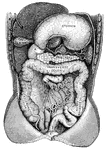 "Showing the Relations of the Stomach, Liver, Intestines, Spleen, and other Organs of the Abdomen. <em>A</em>duodenum</em>; <em>B</em>, upper end of the small intestine; <em>C</em>, lower end of the small intestine; <em>D</em>, caecum; <em>E</em>, bladder. The liver and stomach are drawn up and portions of the lower intesting have been cut away." &mdash; Blaisedell, 1904