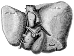 "The Liver seen from Below and Behind. <em>A</em> and </em>B</em>, smaller lobes of the liver; <em>C</em>, portal vein; <em>D</em> hepatic artery; <em>E</em>, inferior vena cava; <em>F</em>, trunk of the left hepatic vein; <em>G</em>, hepatic vein." &mdash; Blaisedell, 1904