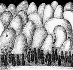"<em>A, B,</em> glands seen in vertical section with their orifices at <em>C</em> opening upon the membrane between the villi; <em>D</em>, villus." &mdash; Blaisedell, 1904