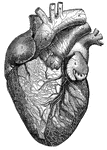 "<em>A</em>, superior vena cava; <em>B</em>, right auricle; <em>C</em>, right ventricle; <em>D</em> left ventricle; <em>E</em>, left auricle; <em>F</em> pulminary vein; <em>H</em>, pulminary artery; <em>K</em> aorta; <em>L</em>, right subclavian artery; <em>N</em>, left common carotid artery." &mdash; Blaisedell, 1904