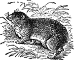 "Hyrax is a genus of pachydermatous mammalia, intermediate in their character between the rhinoceros and the tapir. It is characterized by having no canine teeth, but long curved incisors. The front feet have four toes, and the hind feet three. The Cape hyrax is by the colonists of South Africa called rock badger and rock rabbit, from the fact that they inhabit rocky places. They are also called damans."&mdash;(Charles Leonard-Stuart, 1911)