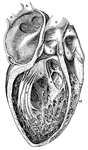 "<em>A, B</em>, right pulmonary veins, <em>S</em>, openings of the left pulmonary veins; <em>E, D, C, aortic valves; <em>R</em>, aorta, <em>P</em>pulmonary artery, <em>O</em>, pulmonic valves, <em>H</em>, mitraal valve; <em>K</em>, columnae carneae, <em>M</em> right ventricular cavity." &mdash; Blaisedell, 1904