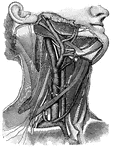 "Showing the carotid artery and jugular vein on the right side, with some of their main branches; also some large nerve trunks." &mdash; Blaisedell, 1904