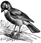"Jay is the popular name of a species of birds belonging to the crow family, of a vinous red color; the back pale gray; the rump and upper tail coverts white; the tail black or gray, with bluish-gray bars; the wing coverts light gray, in the median series light gray inclining to chestnut; the bastard wing or primary coverts barred with black or bright cobalt blue; headed with an erectile crest; forehead white, streaked with black. Length about 13 inches. It is a beautiful bird, but attacks peas and other garden crops, to which it is very destructive, especially in the vicinity of woods and forests, alnd also easts worms, larv&aelig;, and snails. It is often kept as a cage bird. The common blue jay is found over a large portion of North and South America. The green jay of the Unites States is well known."&mdash;(Charles Leonard-Stuart, 1911)
