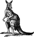 "The Kangaroo is an animal of Australia, first observed by a party of sailors on the coast of New South Wales. The great kangaroo has large hind legs, with a huge tail, short fore limbs, and is about the height of a man. It is a vegetable feeder, and is destructive to the crops of the settlers in the less inhabited parts of Australia; in the long-settled districts it is much rarer. Its ordinary method of progression is by a series of great leaps, 10 to 15 feet or more. Many species are known to exist."&mdash;(Charles Leonard-Stuart, 1911)