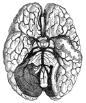 "Arteries and their Branches at the Base of the Brain." &mdash; Blaisedell, 1904