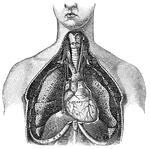 "<em>L.A.</em>, left ventricle; <em>B</em>, right ventricle; <em>F</em>, pulmonary artery; <em>G</em>, aorta; <em>H</em>, arch of the aorta; <em>K</em>, innominate artery; <em>L</em>, right common carotid artery; <em>M</em>, right subclavian artery; <em>N</em>, thyroid cartilage forming upper portions of the larynx; <em>O</em>, trachea." &mdash; Blaisedell, 1904