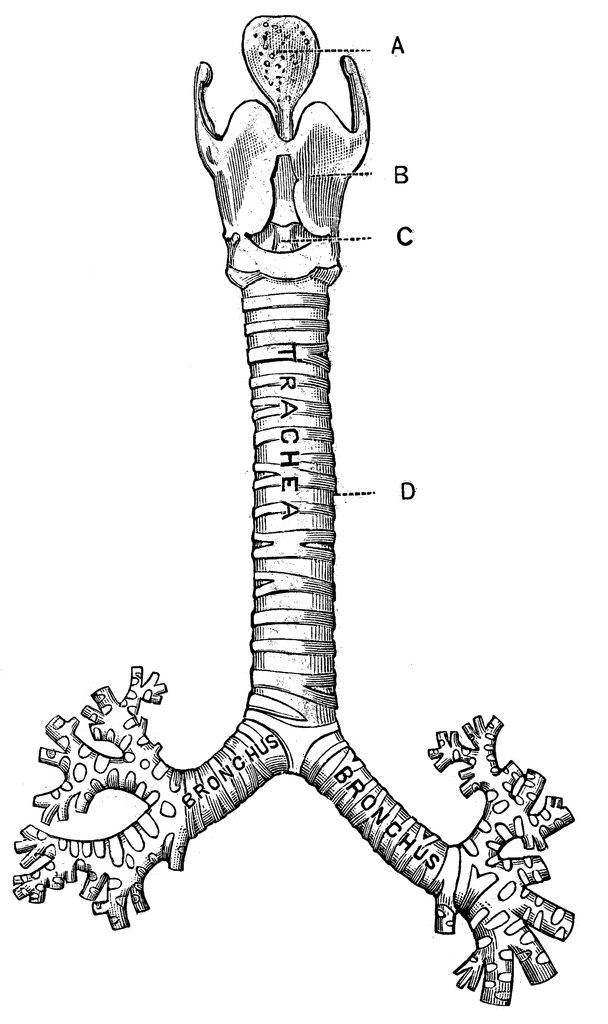 trachea diagram for kids