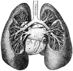 "<em>A</em>, division of left bronchus to upper lobe; <em>B</em>, left branch of the pulmonary artery; <em>C</em>, left bronchus; <em>D</em>, left superior pulmonary vein; <em>E</em>, left inferior pulmonary vein; <em>F</em>, left auricle; <em>K</em>, inferior vena cava; <em>L</em>; division of the right bronchus to lower lobe; <em>M</em>, right inferior pulmonary vein; <em>N</em>, right superior pulmonary vein, <em>O</em>, right branch of the pulmonary artery; <em>P</em>, division of right bronchus to upper lobe; <em>R</em>, left ventricle; <em>S</em>, right ventricle." &mdash; Blaisedell, 1904