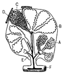 "<em>A</em>, an air sac; <em>B</em>, an air sac cut open; <em>C</em>, capillary network over an air sac; <em>D</em>, branch of pulmonary artery; <em>E</em>, branch of pulmonary vein; <em>F</em>, bronchial tube." &mdash; Blaisedell, 1904