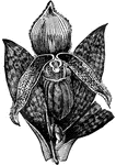 "Lady's Slipper is a genus of plants. The genus is remarkable for the large inflated lip of the corolla. Several very beautiful species are natives of the colder parts of North America."&mdash;(Charles Leonard-Stuart, 1911)
