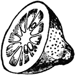 "The Lemon is the fruit of a small tree belonging to the same natural order as the orange. There are many varieties of the lemon."&mdash;(Charles Leonard-Stuart, 1911)