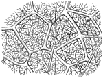 "Diagram showing the capillary network of the air sacs and origin of the pulmonary veins.. <em>A</em>, small branch of pulmonary artery; <em>B</em>, twigs of pulmonary artery; <em>C</em>, capillary network around the walls of the air sacs; <em>D</em>, branches of network converging to form the veinlets of the pulmonary veins." — Blaisedell, 1904