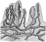 "In each papilla are seen vascular loops (dark lines) running up from the vascular network below; the tactile corpuscules (white lines) which supply the papillae are also shown." &mdash; Blaisedell, 1904
