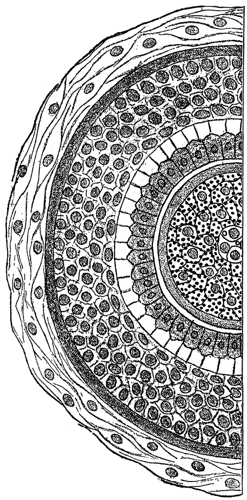 Cross-section of a human hair | ClipArt ETC