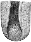 "<em>A</em>, membrane of hair follicle, showing cells with nuclei and pigmentary granules; <em>B</em>, external lining of root sheath; <em>C</em>, internal lining of root sheath; <em>D</em>, cortical or fibrous portion of hairshaft; <em>E</em>, medullary portion (pith) of shaft; <em>F</em>, hair bulb, showing its development from cells." — Blaisedell, 1904