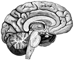 "<em>A</em>,frontal love of the cerebrum; <em>B</em>, parietal lobe; <em>C</em>, parieto-occipital lobe; <em>D</em>, occcipital lobe; <em>E</em>, cerebellum; <em>F</em>; arbor vitae; <em>H</em>, pons Varolii; <em>K</em>, medulla oblongata." — Blaisedell, 1904