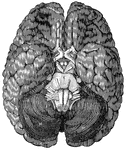 <em>A</em>, anterior lobe of the cerebellum; <em>B</em>, olfactory nerve; <em>C</em>, portion of the posterior lobe; <em>D</em>, optic chiasm; <em>E</em>, optic tract; <em>H, M,</em> hemispheres of the cerebellum; <em>K</em>, portion of the occipital lobe; <em>N</em>, medulla oblongata; <em>R</em>, pons Varolii."