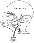 "The cranial nerves are thus arranged in pairs: 1, olfactory nerves, special nerves of smell; 2, optic nerves, passing to each eyeball, devoted to sight; 3, 4, and 6 control the muscles fo the eyes; 5, trifacial in three branches, which proceed mainly to the face, partly sensory and partly motor; 7, facial nerves, controlling the facial muscles; 8, auditory, or nerves of hearing; 9, glossopharyngeal nerves, partly sensory and partly motor: each nerve contains two roots, one a nerve of taste, the other a motor nerve, which controls the muscles engaged in swallowing; 10, pneumogastric nerves; 11, spinal accessory nerves, supplying some of the muscles of the neck and back; 12, hypoglossal nerves, controlling the movements of the tongue in speech and swallowing." — Blaisedell, 1904