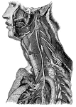 "Showing its distribution by its branches and ganglia to the larynx, pharynx, heart, lungs, and other parts." — Blaisedell, 1904