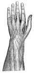 "Superficial, or Cutaneous, Nerves on the Back of the Left Forearm and Hand." — Blaisedell, 1904