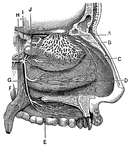 "<em>A</em>, branches of the nerves of smell; <em>B</em>, nerves of touch to the nostrils; <em>E, F, G,</em> nerves to the palate springing from a ganglion at <em>C</em>; <em>H</em>, a branch of the facial nerve, from which which other branches <em>D, I,</em> and <em>J</em>, spring to be distributed to the nostrils." — Blaisedell, 1904