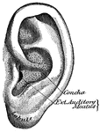 "The outer ear consists of a plate of gristle, shaped somewhat like a shell, known as the pinna, or auricle, and of a tube about an inch long, called the auditory canal." &mdash; Blaisedell, 1904