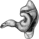 "A Cast of the External Auditory Canal. The auditory canal is a passage in the solid potion of the temporal bone. It is lined by skin on which there are fine hairs, and a set of glands secreting earwax, which serves to moisten the parts, catch particles fo dust, and keep away small insects." &mdash; Blaisedell, 1904