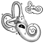 "Diagram of the Middle and Internal Ear." &mdash; Blaisedell, 1904