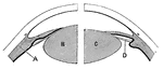 "Diagram showing the Change in the Lens during Accomadation. On the right the lens is arranged for distant vision, the cilliary muscle is relaxed, and the ligament <em>D</em> is tense, so flattening by its compression the front of the lens <em>C</em>, on the left the muscle <em>A</em> is acting, and this relaxes the ligament and allows the lens <em>B</em> to become more convex, and so fitted for the vision of near objects." — Blaisedell, 1904