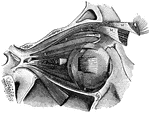 "<em>A</em>, attachment of tendon connected with the four recti muscles; <em>B</em>, external rectus, divided and turned downward, to expose the internal rectus; <em>C</em>, inferior rectus; <em>D</em>, internal rectus; <em>E</em>, superior rectus; <em>F</em>, superior oblique; <em>H</em>, pulley and reflected portion of the superior oblique; <em>K</em>, inferior oblique; <em>L</em> and <em>M</em>, portions of the muscle which raises the upper eyelid; to the right of <em>D</em> and to the left on the same line are seen cut ends of the optic nerve." &mdash; Blaisedell, 1904
