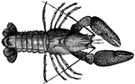 "River-Crawfish (Astacus fluviatilis). (From Huxley's "Crayfish.")"- Whitney, 1902