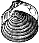 The Clams and Other Bivalves ClipArt gallery features 148 illustrations of bivalves, including species of clams, mussels, scallops, and oysters.