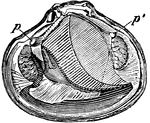"Astarte borealis semisulcata. p,p', anterior and posterior pedal muscle."-Whitney, 1902.